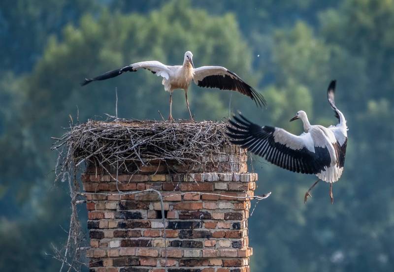 Expert Chimney Animal Removal in Haslet, TX Professional Chimney Animal Removal Services in Haslet, Texas