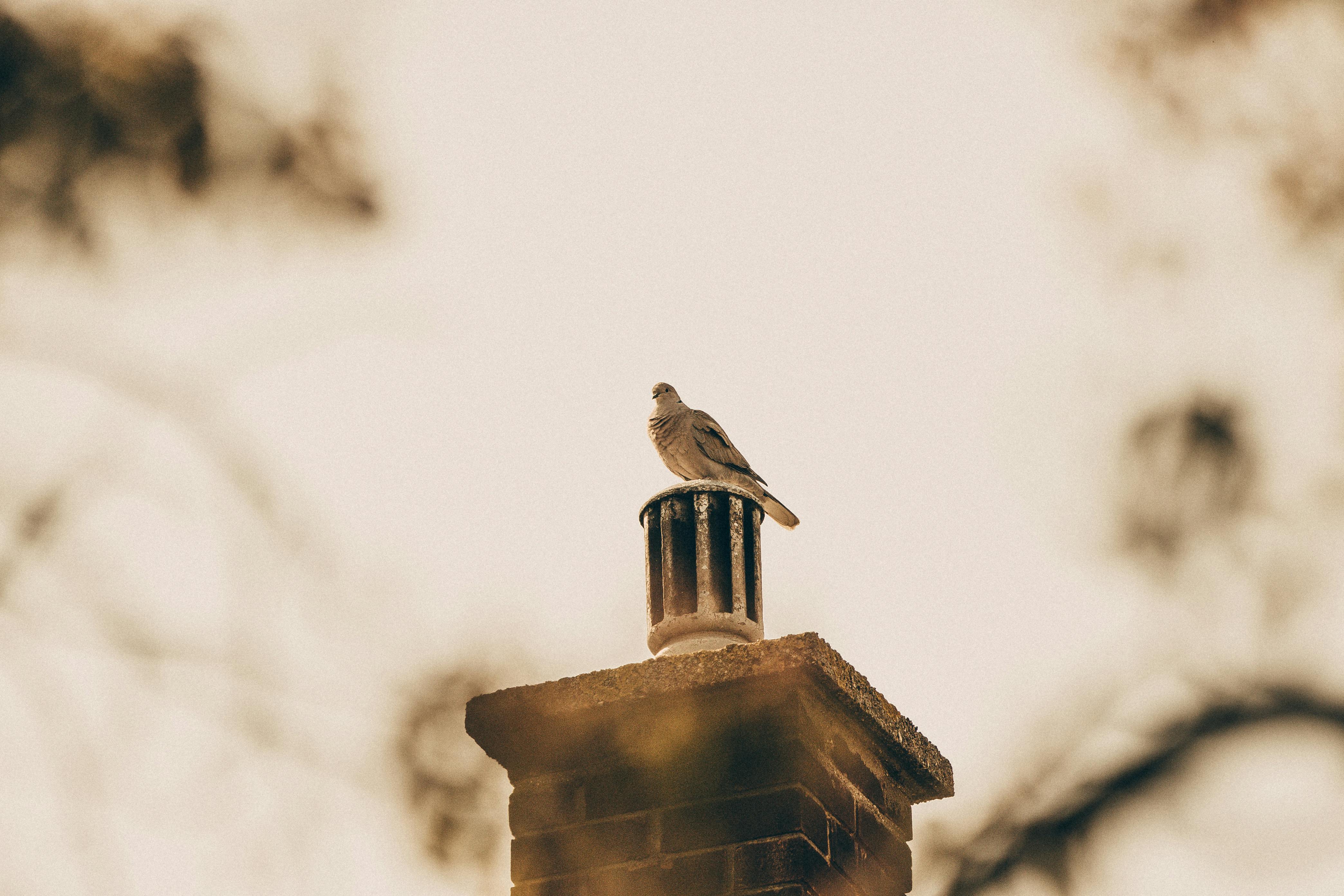 Professional Chimney Cap Installation Services in Haslet, TX Expert Chimney Cap Installation in Haslet, Texas